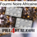 African Black Ant 17